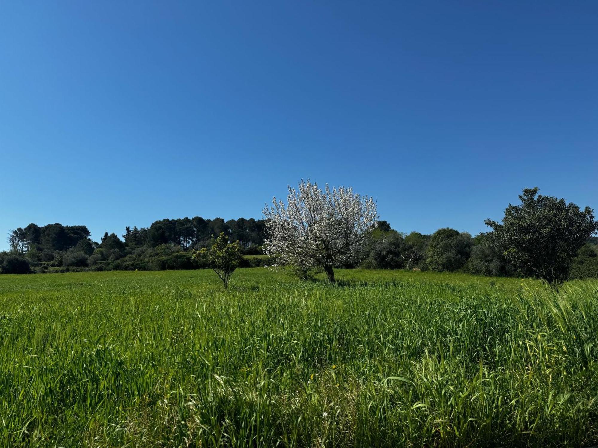 Trulli Del Sole Villa Martina Franca Eksteriør billede