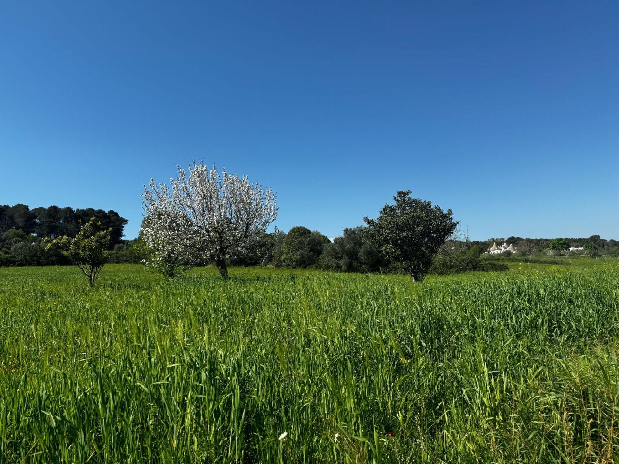 Trulli Del Sole Villa Martina Franca Eksteriør billede